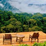 Where to Track Mountain Gorillas in Uganda: Best Parks