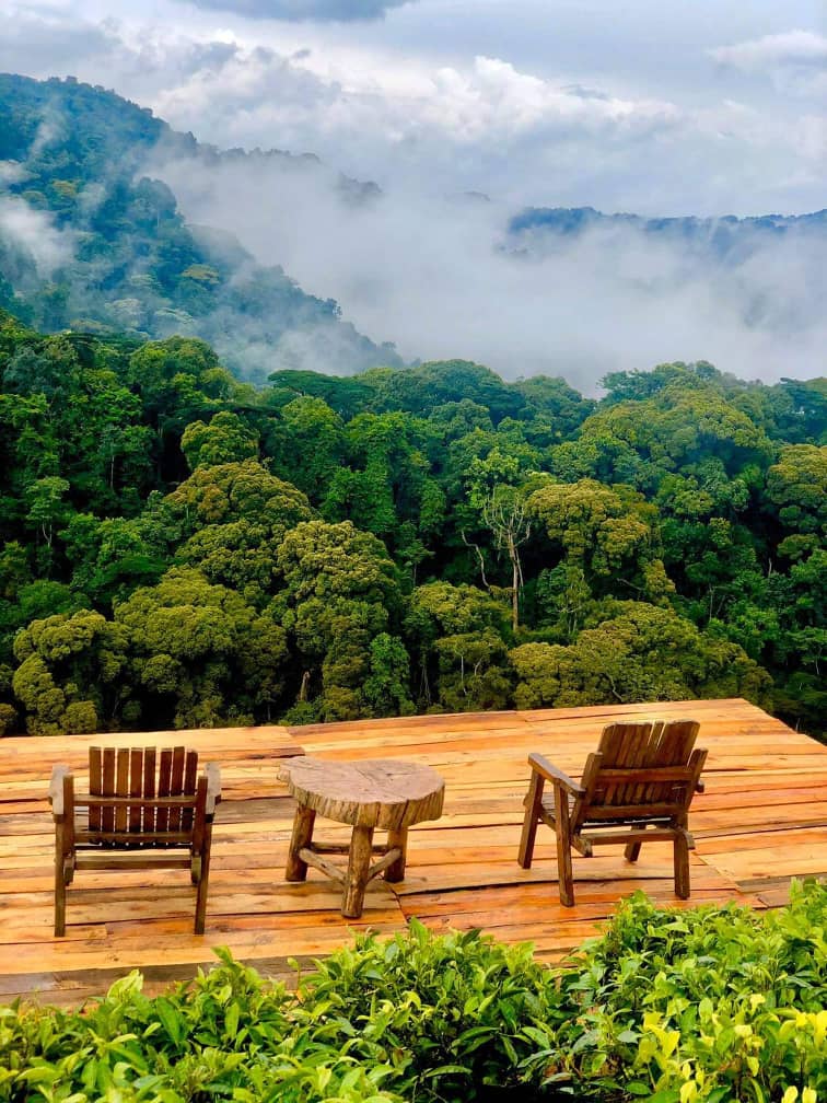 Where to Track Mountain Gorillas in Uganda: Best Parks