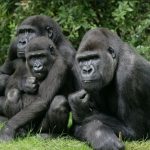 What Nobody Tells You Before Gorilla Trekking