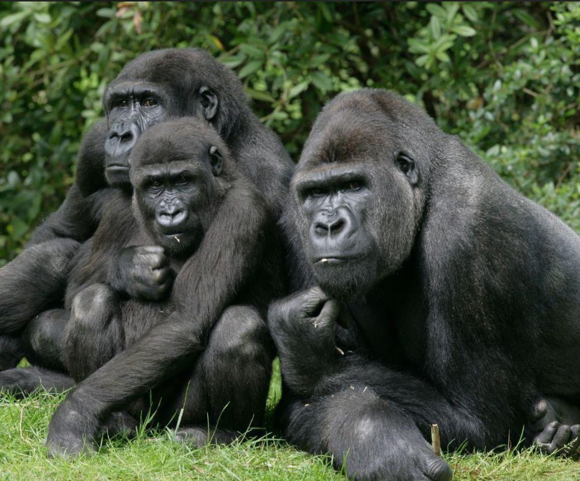 What Nobody Tells You Before Gorilla Trekking