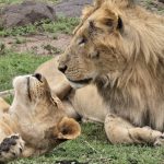 11 Days Uganda Cultural, Wildlife & Primate Safari Experience