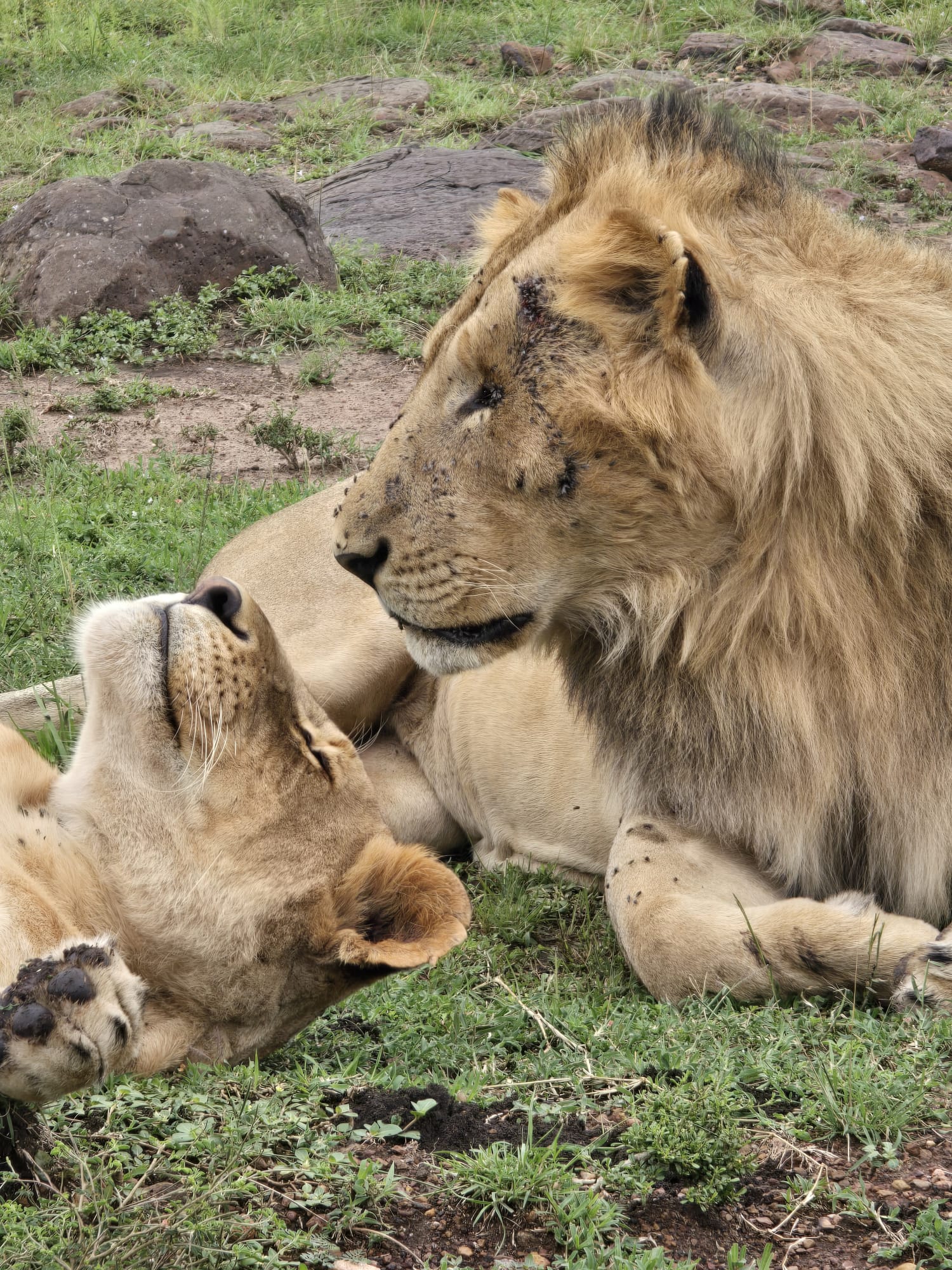 11 Days Uganda Cultural, Wildlife & Primate Safari Experience