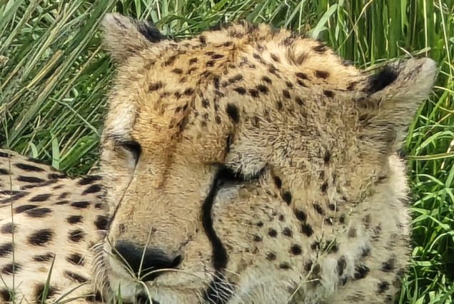 18 Days Uganda–Kenya–Tanzania Great Wildlife Loop Safari