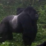 Uganda Gorilla Trekking Cost- Safari Prices