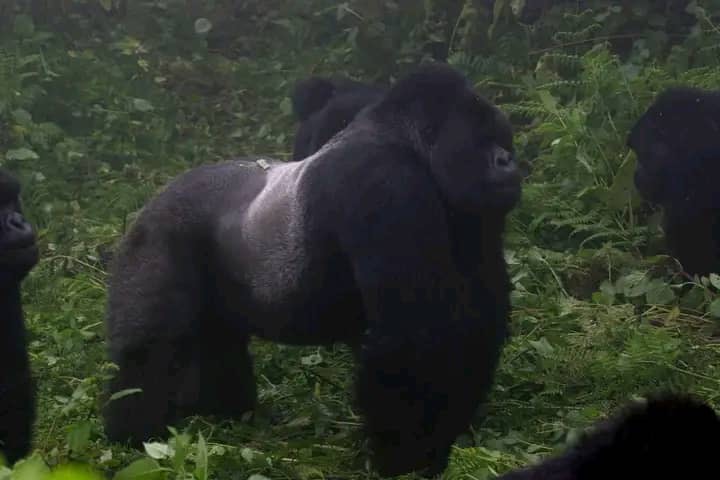 Uganda Gorilla Trekking Cost- Safari Prices