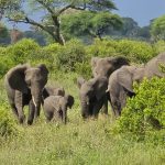 Family-Friendly Uganda Safari Itineraries That Kids Will Love