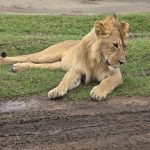 How Much Does a Uganda Safari Cost in 2027?