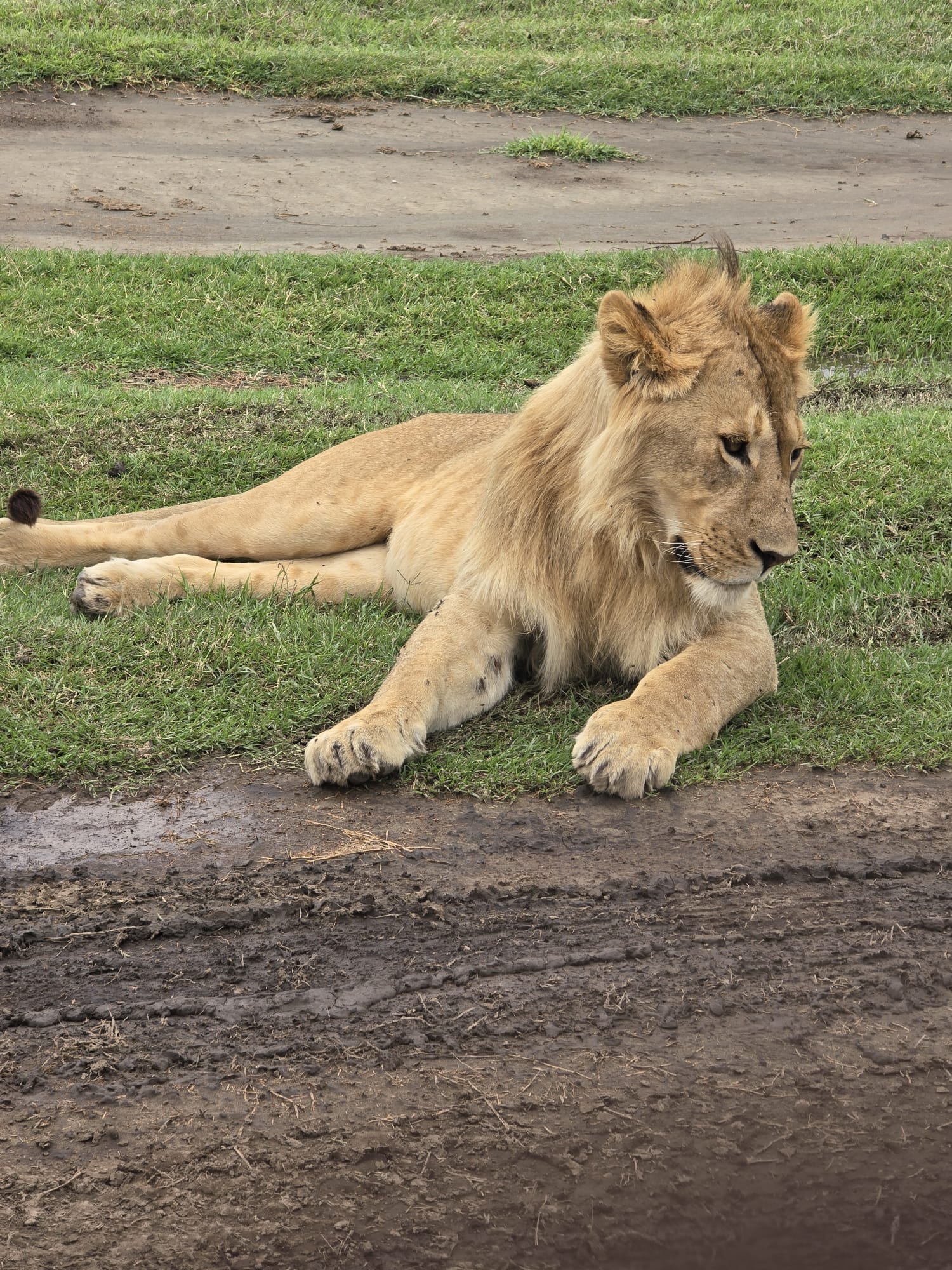 How Much Does a Uganda Safari Cost in 2027?
