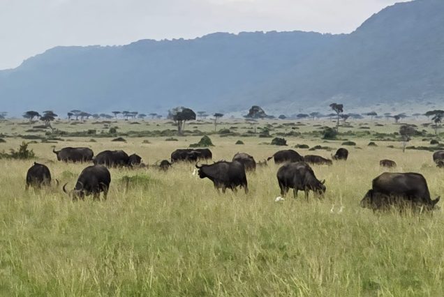 12 Days Uganda & Tanzania Safari- Gorillas and Great Migration