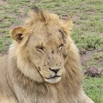 Best Safari in Uganda 5 Days