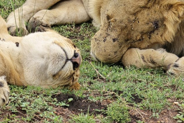 21 Days East Africa Signature Safari-Gorillas, Mara & Serengeti