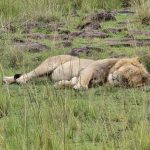 How to Combine Uganda& Rwanda in One Amazing Safari Trip