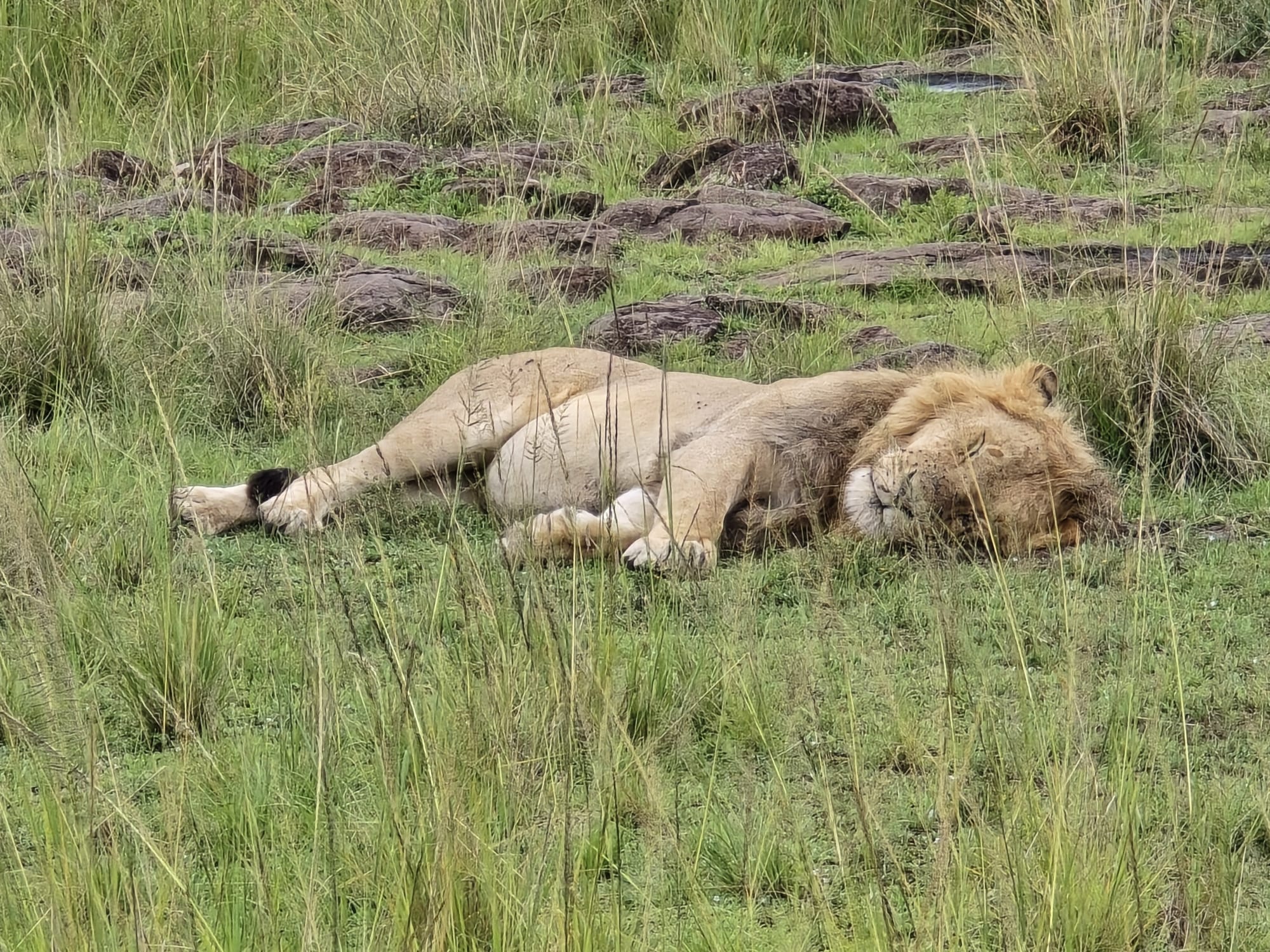 How to Combine Uganda& Rwanda in One Amazing Safari Trip