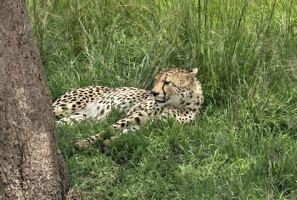 How to Travel Uganda on a Budget-Smart Hacks for Backpackers