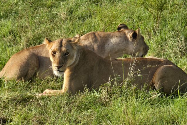 18 Days Uganda, Kenya, Tanzania Great Wildlife Loop Safari