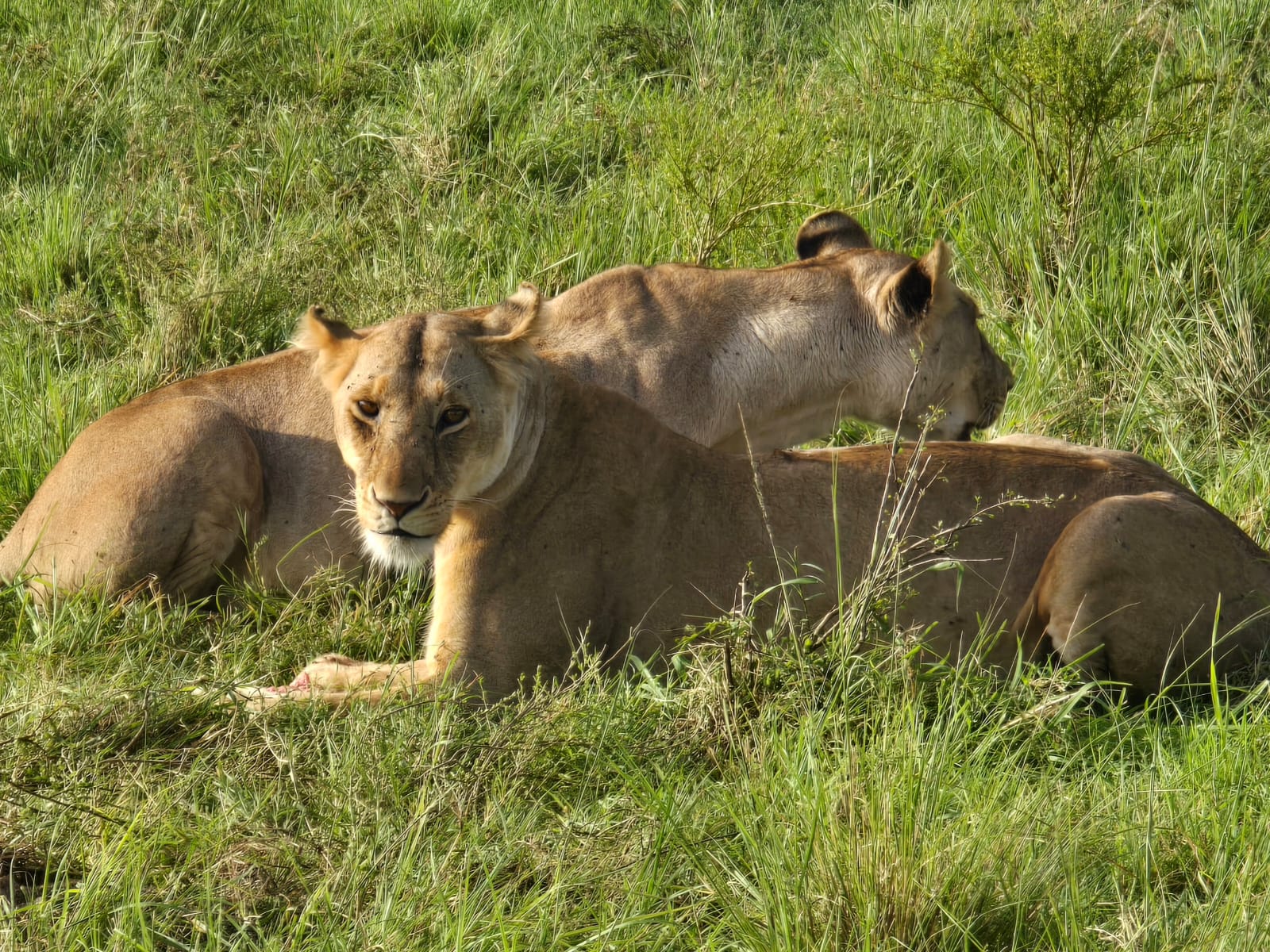 wildlife viewing