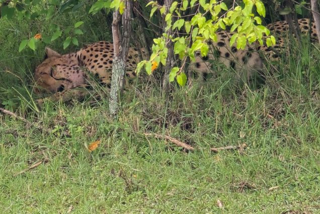 10 Days Uganda, Rwanda Gorilla & Golden Monkey Safari