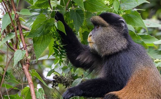 7 Days Uganda Gorilla, Golden Monkey Safari in Mgahinga Gorilla National Park