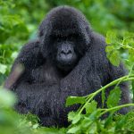 4 Days Affordable Gorilla Trekking Safari from Kigali to Bwindi