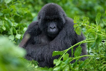 Gorillas Trekking in Uganda: Discover the Magic of Bwindi
