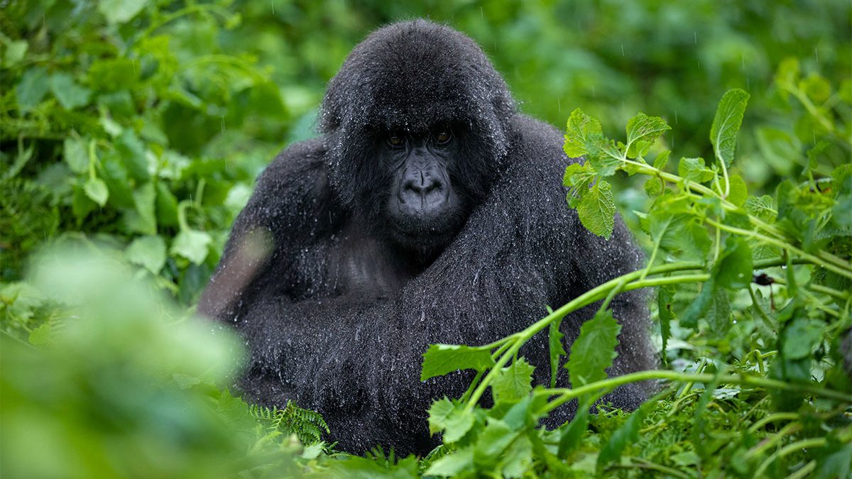 Gorilla Trekking in Uganda