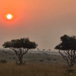 Uganda Safari for First-Time African Travelers