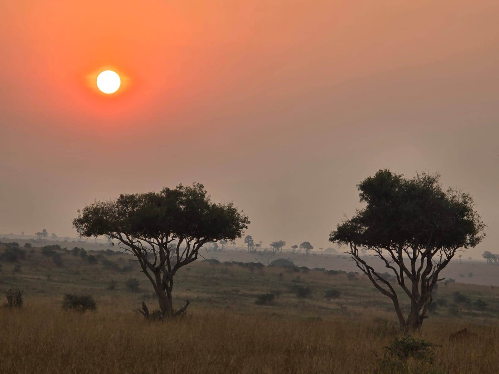 Uganda Safari for First-Time African Travelers