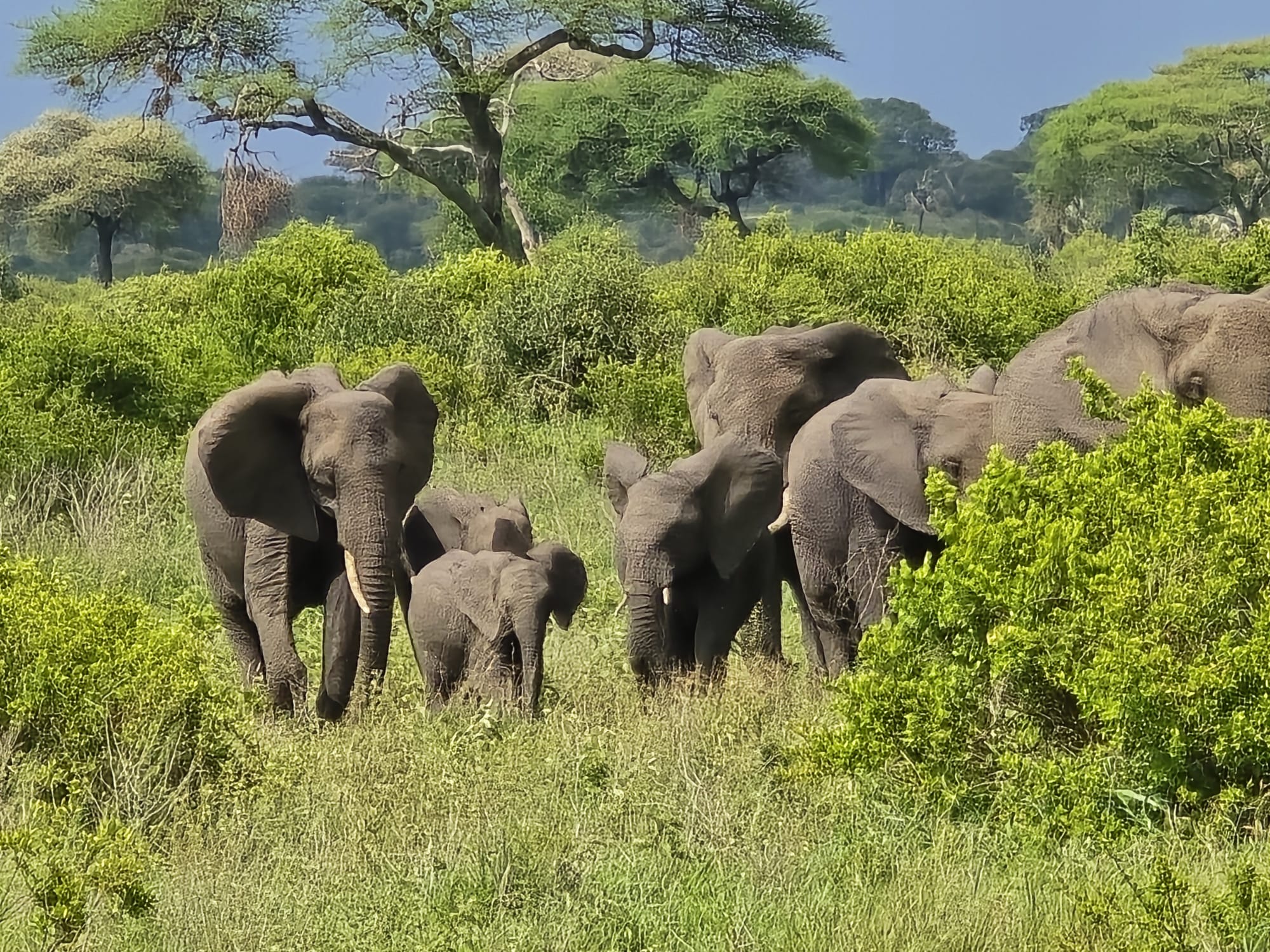 Early Morning Game drive