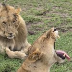 10 Reasons to Choose Uganda for Your Next Safari