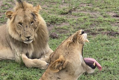 10 Reasons to Choose Uganda for Your Next Safari