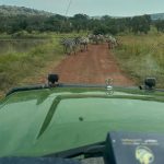 Private Uganda Safari vs Group Safari