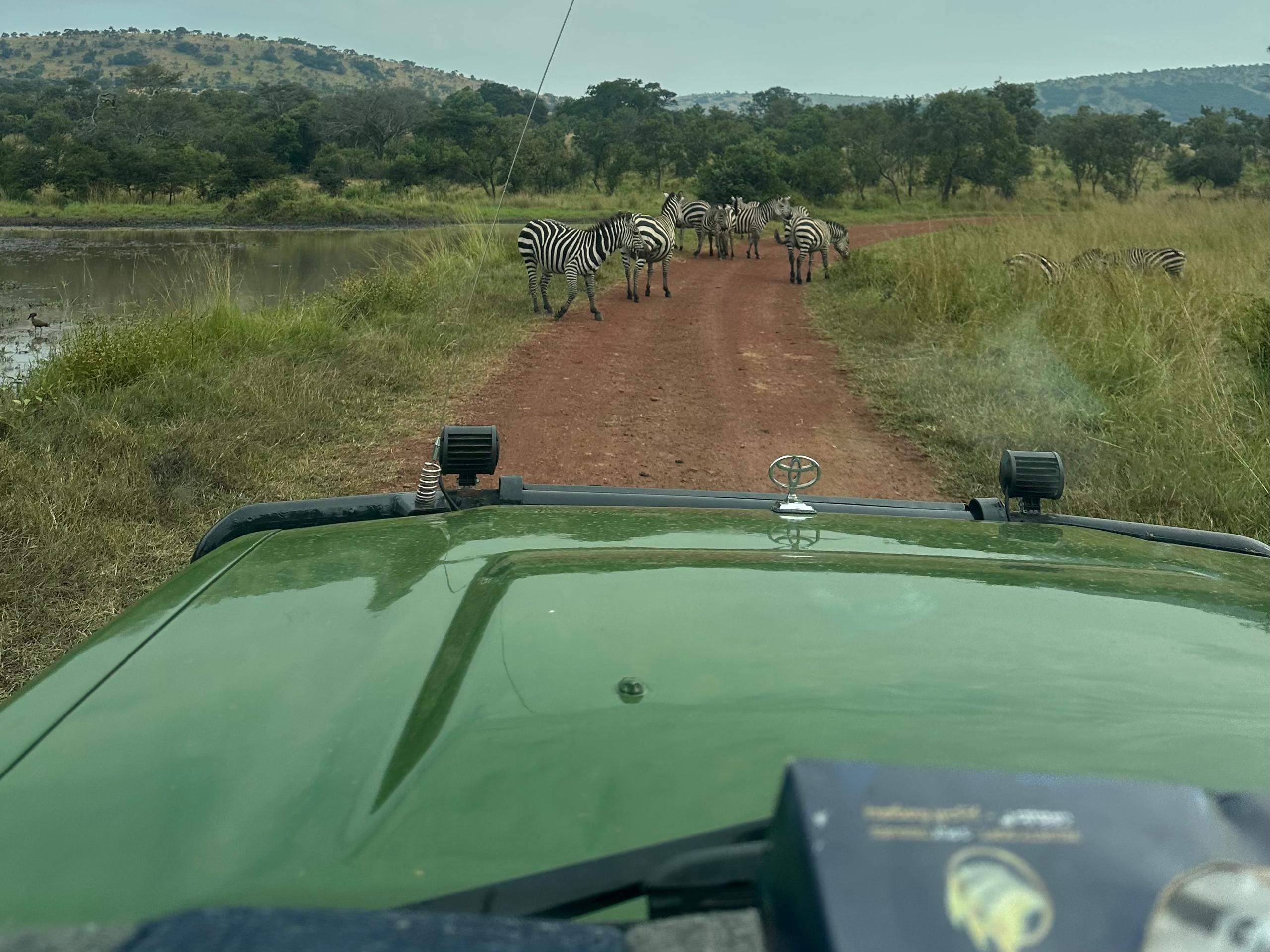 Game drive at Akagera kigali