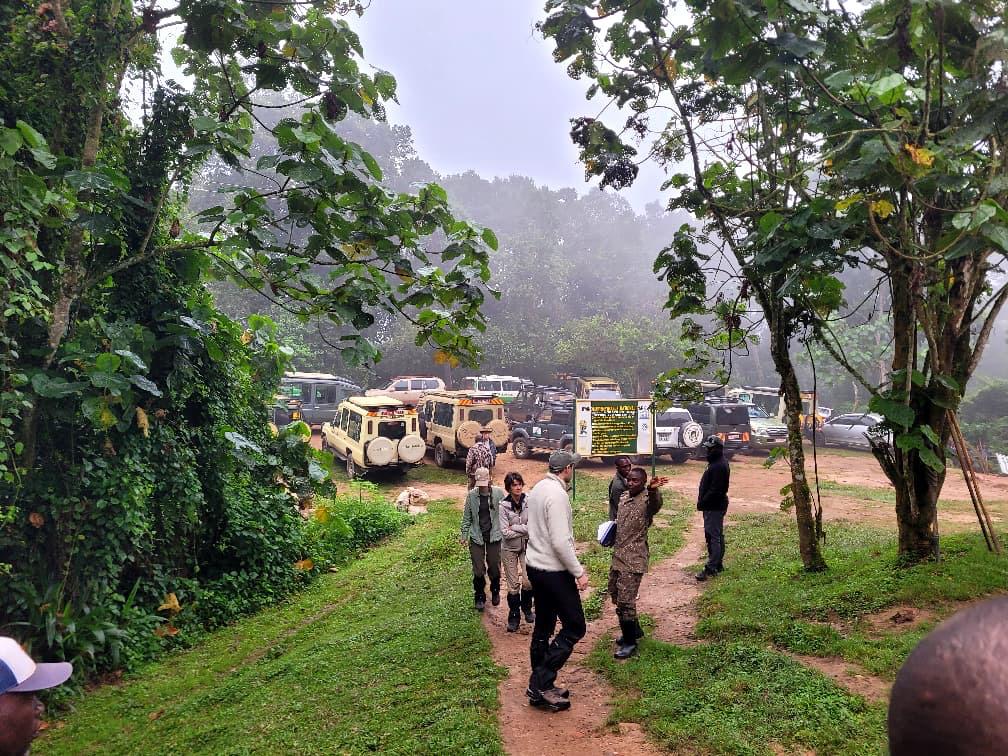 How Difficult Is Gorilla Trekking in Uganda?