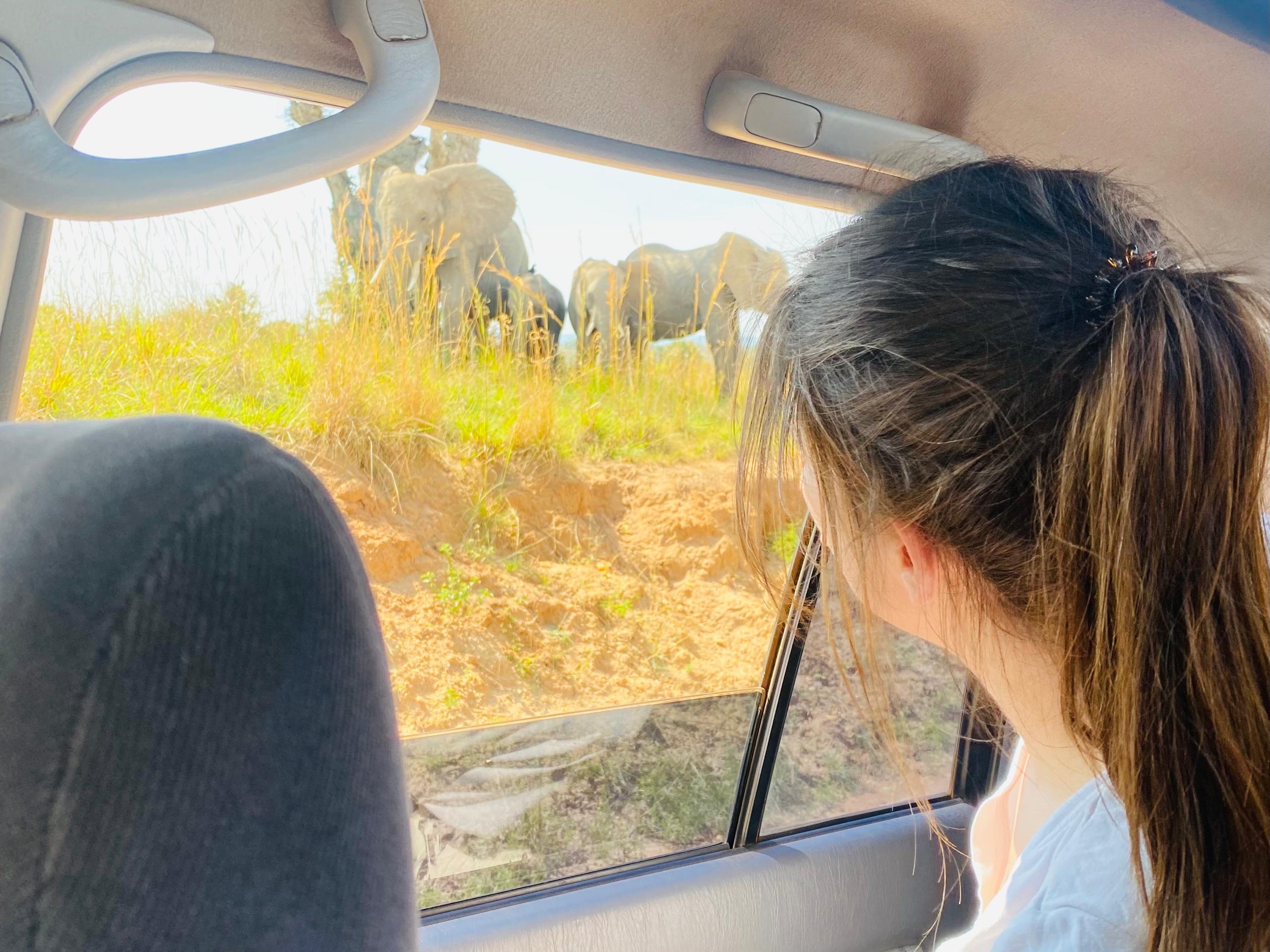 wildlife viewing