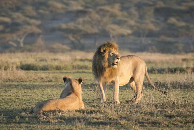 5-Day Best of Northern Tanzania Safari 