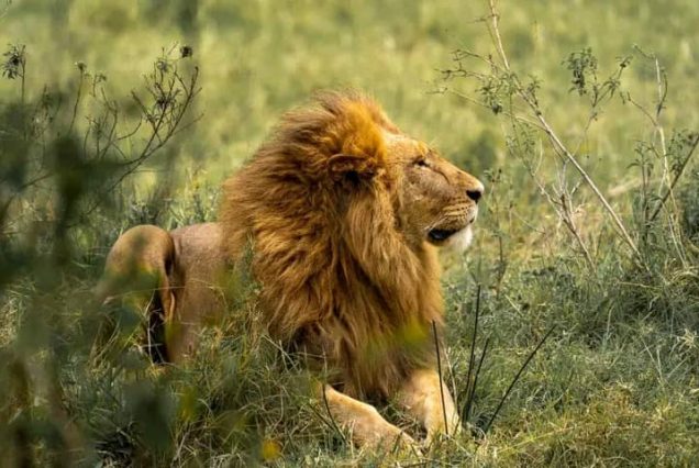 3-Day Akagera National Park Wildlife Safari