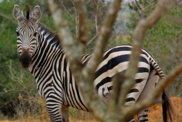 20-Day Uganda Wildlife Safari