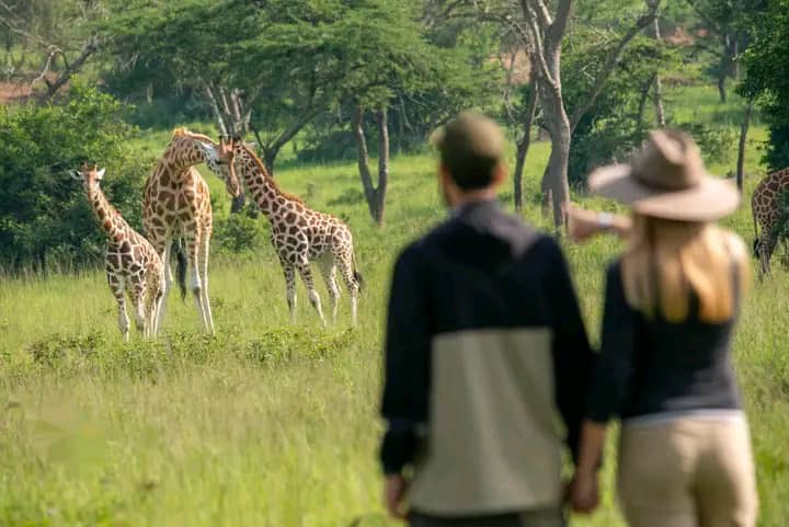 Uganda Safari From Switzerland: World Blossom Safaris Uganda