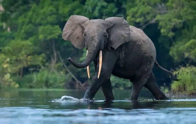 12-Day Best of Uganda Safari – Gorillas and Rwenzori Hike