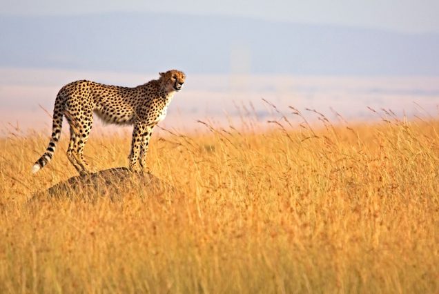 7-Day Uganda Big Five Wildlife Safari