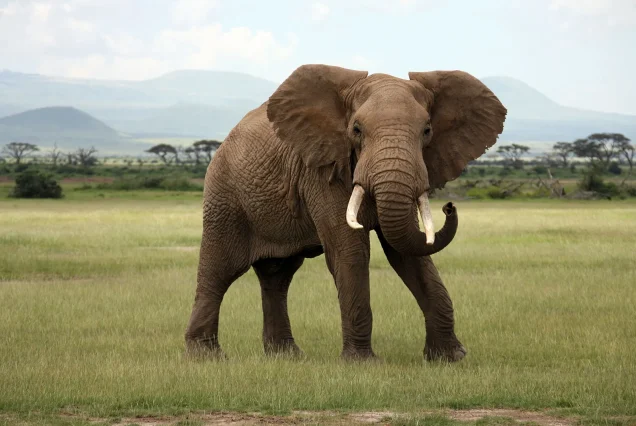 20-Day Uganda Wildlife Safari