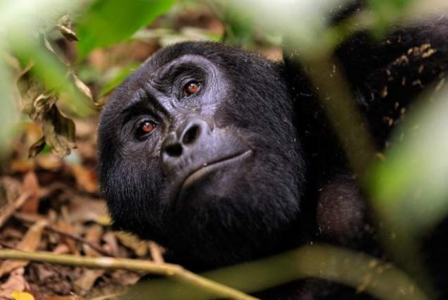 4-Day Uganda Gorilla Trekking and Chimpanzee Tracking Safari