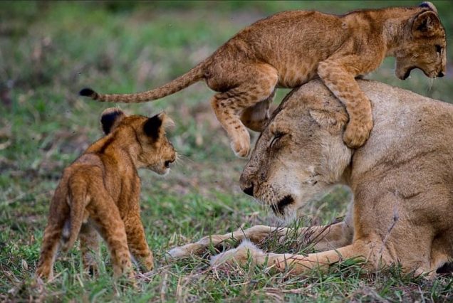 3-Day Masai Mara Safari – Best Short Wildlife Safari in Kenya