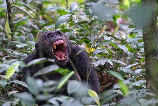14-Day Uganda Safari: Big Five, Gorillas and Chimpanzees