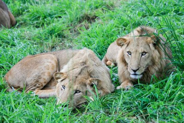 14-Day East Africa Safari – Rwanda, Uganda, Kenya and Tanzania