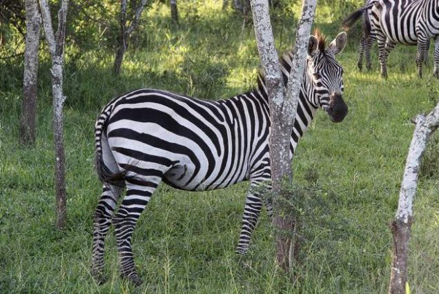 14-Day Uganda Safari: Big Five, Gorillas and Chimpanzees