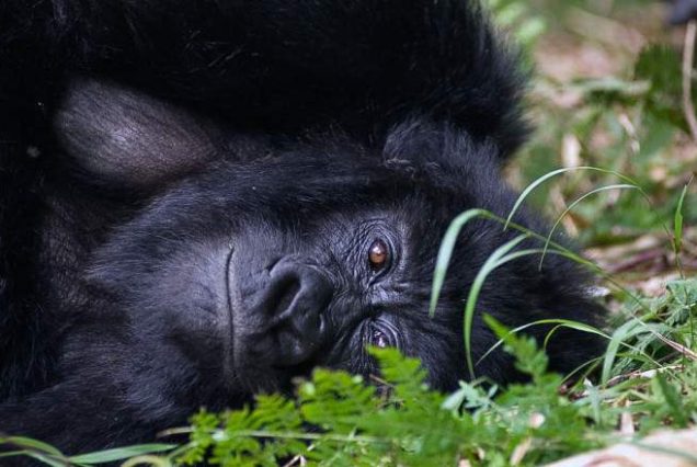 14-Day East Africa Safari – Rwanda, Uganda, Kenya and Tanzania