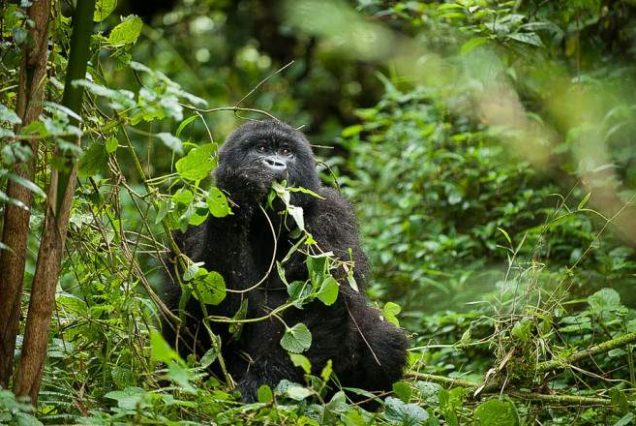 5-Day Gorilla Trekking Safari in Uganda and Rwanda