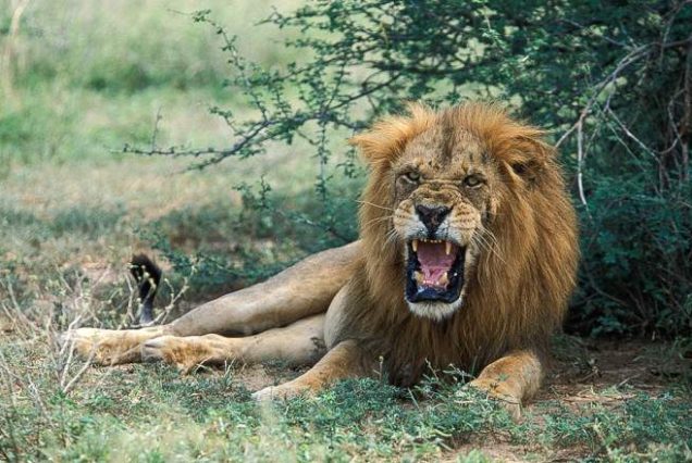 14-Day Uganda Safari: Big Five, Gorillas and Chimpanzees