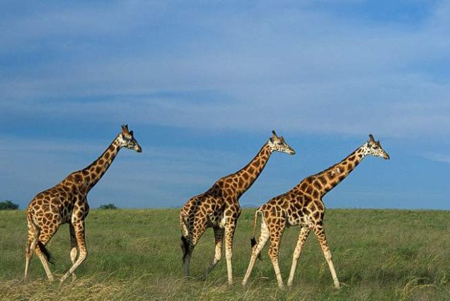 3-Day Mind Refreshing Safari in Murchison Falls National Park